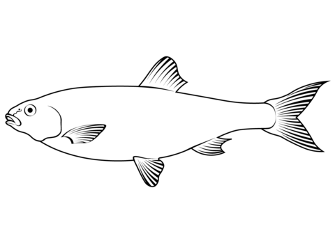 American Gizzard Shad (Dorosoma Cepedianum) Coloring Page